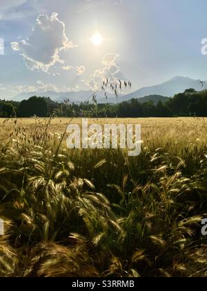 Sonnenuntergang über einem goldenen Feld ist es Frühling schönes Wetter in der Landschaft von Norditalien Stockfoto