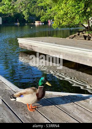 Männliche Stockente, die an einem sonnigen Tag in muskoka, Ontario, Kanada, auf dem Dock steht Stockfoto