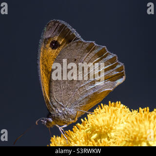 Wiese Brauner Schmetterling auf gelben Blüten Stockfoto