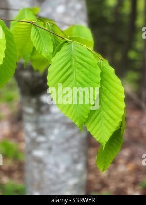 Frisches neues Blatt aus einer Buche. Stockfoto