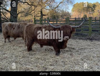 Highland Cattle in Norfolk auf dem Pingo Trail während eines Spaziergangs am späten Nachmittag Stockfoto