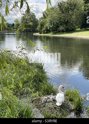 Mutterschwan und sieben Cygnets brüten neben dem See im Verulamium Park, St. Albans, Herts, England Stockfoto