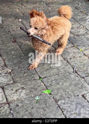 Aprikosen-Pudel läuft und spielt mit einem Stock im Mund Stockfoto