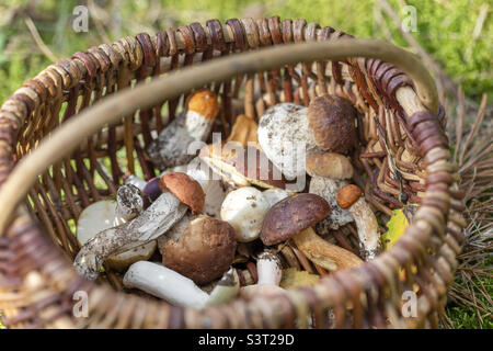 Korb mit essbaren Pilzen, im Herbst aus dem Wald gepflückt Stockfoto