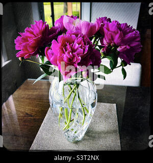 Wunderschöne Pfingstrosen-Blüten in einer Kristallvase Stockfoto