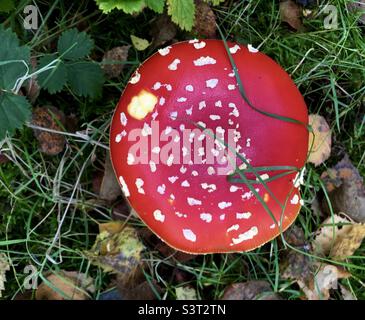 Nibbled Fly Agaric Mushroom Stockfoto