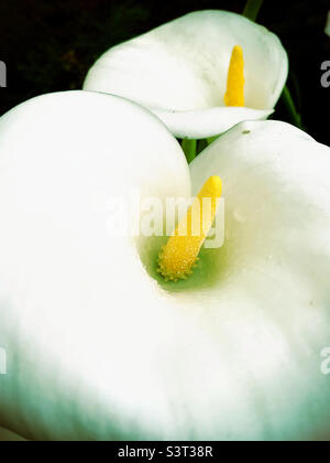 Weiße Calla-Lilie blüht Zantedeschia Stockfoto