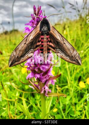 Habicht-Motte (Sphinx ligustri) mit Warnfarben, die auf einer gemeinen getupften Sumpforchidee aufgeschlagen sind Stockfoto