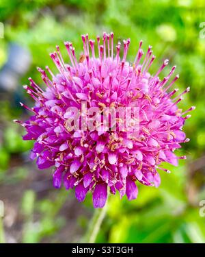 Rosa Scabiosa Stockfoto