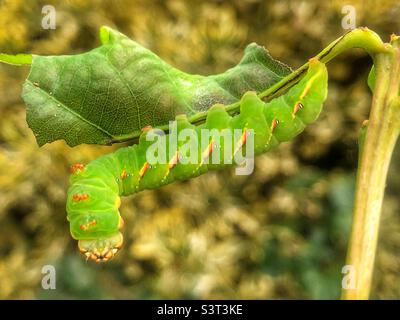 Große, prominente Mottenraupe (Peridea anceps), die auf einem Eichenblatt ruht Stockfoto