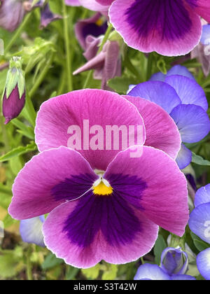 Lila Blume Stiefmütterchen. Stockfoto