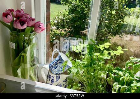 Sonnendurchflutete Küchenfensterbank mit rosa Tulpen in einer Glasvase, blau-weißem porzellan und frischen Kräutern schaffen eine gemütliche Hüttenatmosphäre. Stockfoto