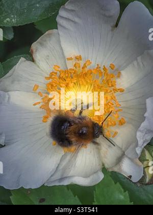 Hummel mit Pollen bedeckt auf einer wilden Rosenblüte Stockfoto