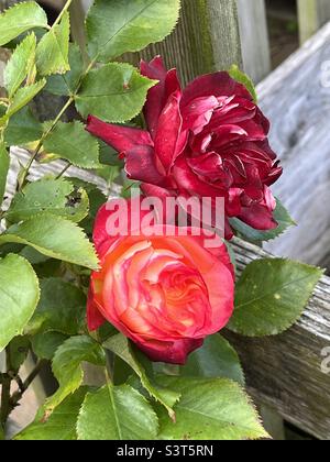 Rose blüht im Garten Stockfoto