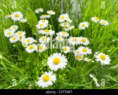 Chamomilla Matricaria ist ein Genie von mehrjährigen Blütenpflanzen in der Familie der Asteraceae. Kamille Apotheke Matricaria Kamille und syn Stockfoto