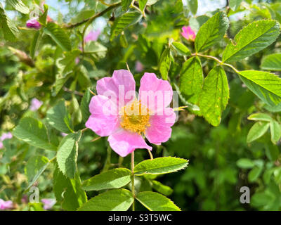 Die Hundrose (Rosa canina) oder die rotbraune Rose (Rosa rubiginosa) blüht aus nächster Nähe Stockfoto