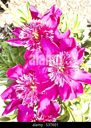 Rosa Pfingstrosen Stockfoto