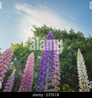 Türme aus Lupinenblumen in einem Garten mit Bäumen und blauem Himmel Hintergrund. Space Composition kopieren Stockfoto