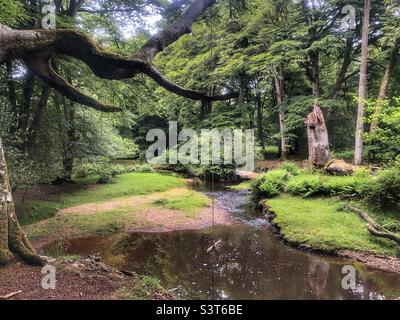 Im Frühling könnt ihr euch über den verwinkelten Bach im New Forest National Park Hampshire UK schwingen Stockfoto