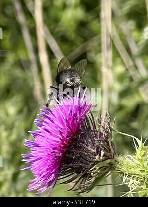 Bienen saugen Nektar aus Distelblütenkopf Stockfoto