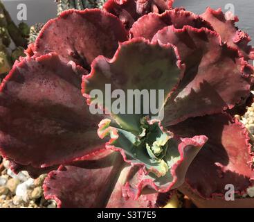 Echeveria Mauna Loa Sukulent Stockfoto