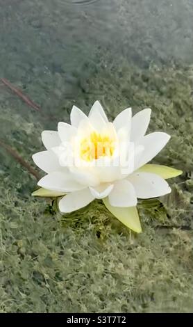 Seerose in voller Blüte über kristallklarem Wasser. Stockfoto