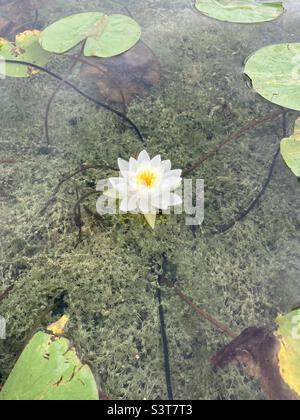Die blühende Seerose schwimmt auf einem klaren, ruhigen See. Stockfoto