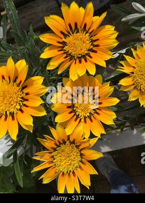 Gelbe Gazania Comanche blüht Stockfoto