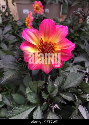 Magenta und gelb Dahlia x Hybrida, Happy Days Halo. Stockfoto