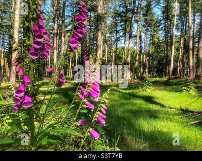 Fuchshandschuhe unter Kiefern in Springtime, New Forest National Park, Hampshire Großbritannien Stockfoto