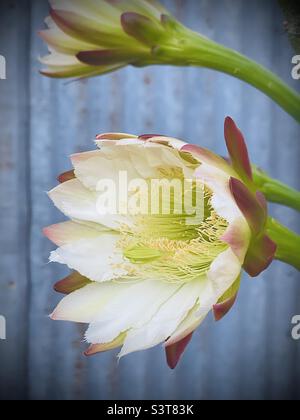 San Pedro Kaktus blüht Stockfoto