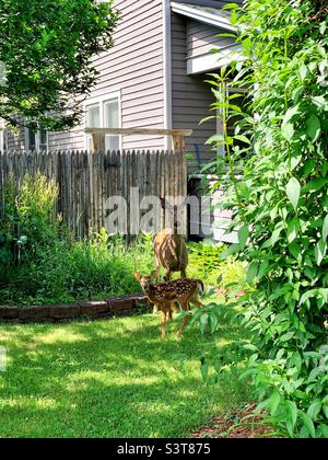 Hirsch, Rehe mit Rehkitz, vor dem Vorstadthaus. Lake Spring, Upstate New York Stockfoto