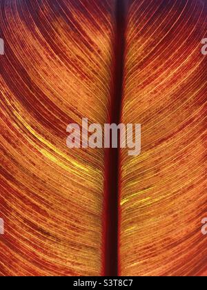 Nahaufnahme des roten Bananenblatts Stockfoto