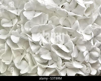 Eine Nahaufnahme eines „Schneeballs“ auf dem Schneeballbusch in unserem Hinterhof in Utah, USA. Wenn man sich näher heran lässt, ist das eine wirklich einzigartige natürliche Abstraktion. Stockfoto