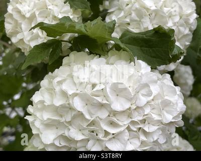 Eine Nahaufnahme einiger „Schneebälle“ auf dem Schneeballbusch in unserem Hinterhof in Utah, USA. Samtige und üppige Pflanze aus Grün und Weiß. Stockfoto