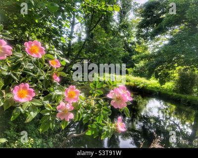 Wildhunderose (Rosa canina) wächst am Ufer des Flusses Itchen Navigation im Frühling. Hampshire Großbritannien Stockfoto