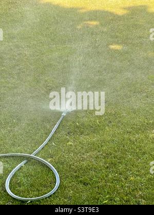 Im Frühjahr in Utah, USA, wird ein Rasen von einem Schlauchsprinkler bewässert. Stockfoto
