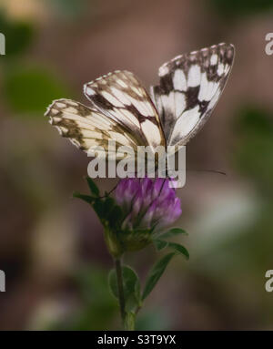 Ein weißer marmorter Schmetterling sitzt auf einer rosa Kleeblüte Stockfoto