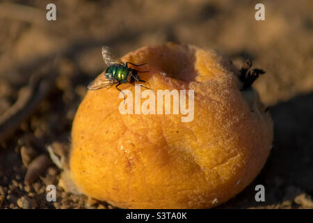 Eine gewöhnliche grüne Flasche fliegt auf einer orange gefallenen Loquatfrucht Stockfoto