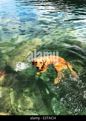 Luftaufnahme des Haustieres Labrador, der im klaren Wasser schwimmend ist Stockfoto