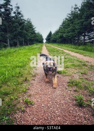 Junger Border Terrier Hund auf einem ländlichen Weg. Stockfoto
