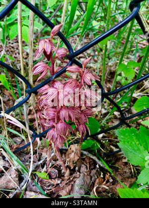 Orchidee, (Corallorhiza striata), gestreifte Coralroot, oder mit Kapuze, Wildblume, Kettengliederzaun Stockfoto