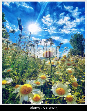 Gänseblümchen auf einer Wiese. Stockfoto