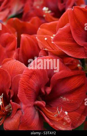 ‘Ferrari’ Blume auf der Chelsea Flower Show 2022 Stockfoto