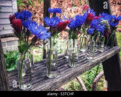 Rote, weiße und blaue Positionen in winzigen Glasfläschchen, die auf einer Leitersprosse im Garten aufgereiht sind Stockfoto
