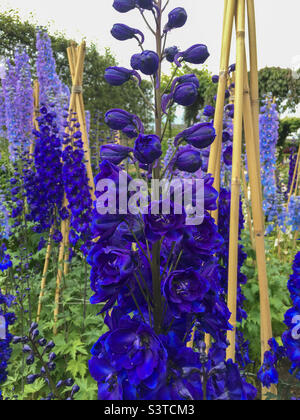 Nahaufnahme von tiefblauem und violettem Delphinium, das auf einer Rohrstütze in einem englischen Landgarten wächst Stockfoto