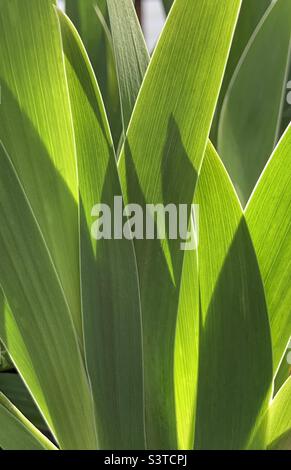 iris hinterlässt eine Hintergrundbeleuchtung durch Sonnenlicht Stockfoto