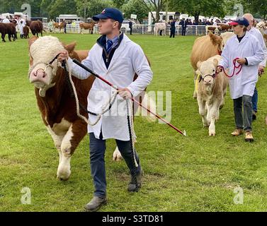 Rinder in drei Landkreisen zeigen 2022 Stockfoto