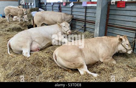 Rinder in drei Landkreisen zeigen 2022 Stockfoto