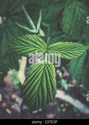 Rotes Himbeerblatt Stockfoto
